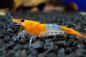 Preview: Orange Rilli Garnele - Neocaridina davidi